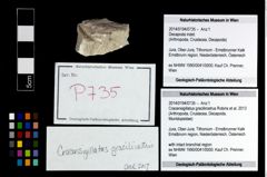 Foto (Objekt + Etikett) von Cracensigillatus gracilirostrus (Robins et al., 2013)  (NHMW-GEO-2014-0194-0735)
